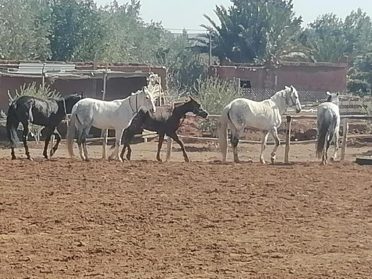 Dar Alfourssane Ferme D'Hote Hotel Ouarzazate Exterior photo