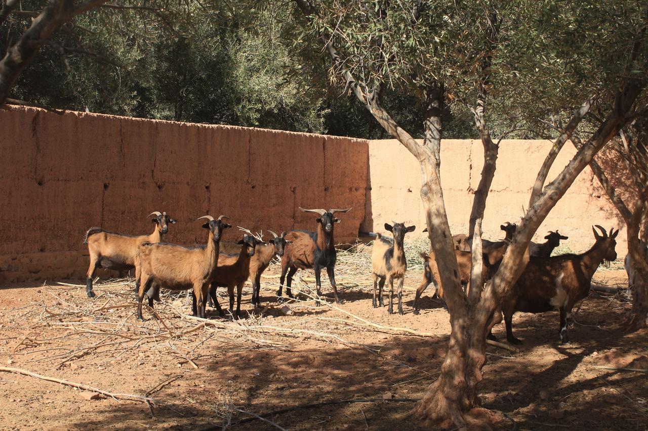 Dar Alfourssane Ferme D'Hote Hotel Ouarzazate Exterior photo