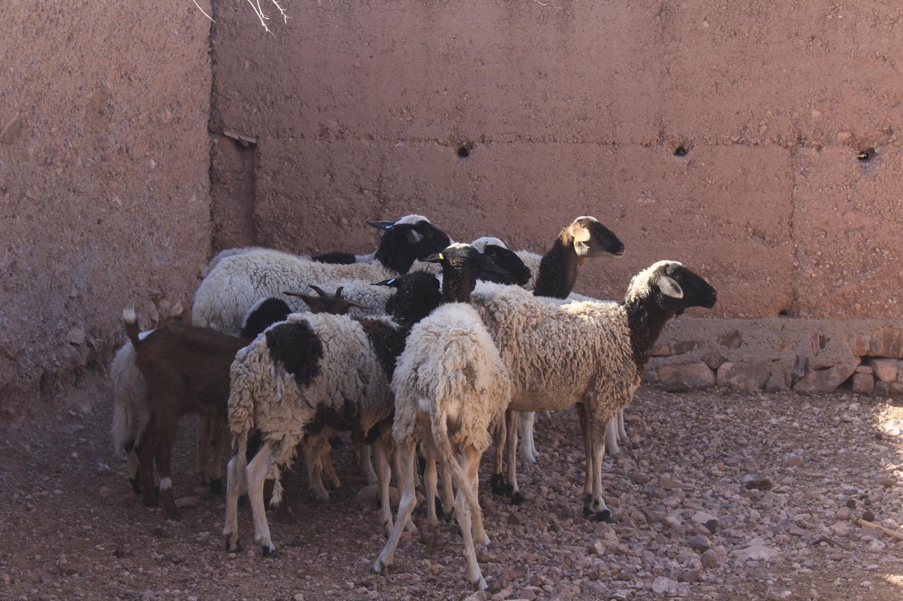 Dar Alfourssane Ferme D'Hote Hotel Ouarzazate Exterior photo