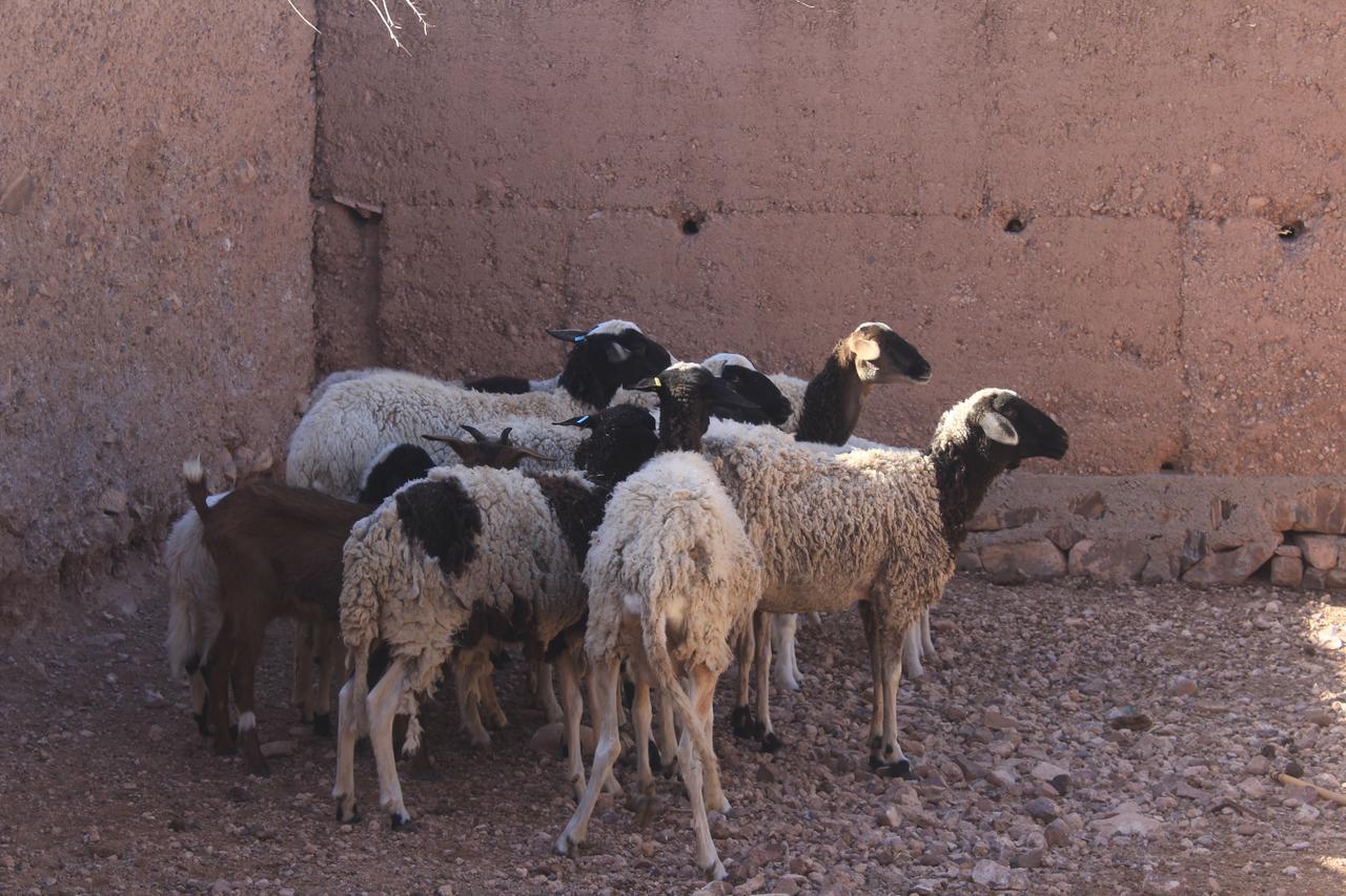 Dar Alfourssane Ferme D'Hote Ouarzazate Exterior photo