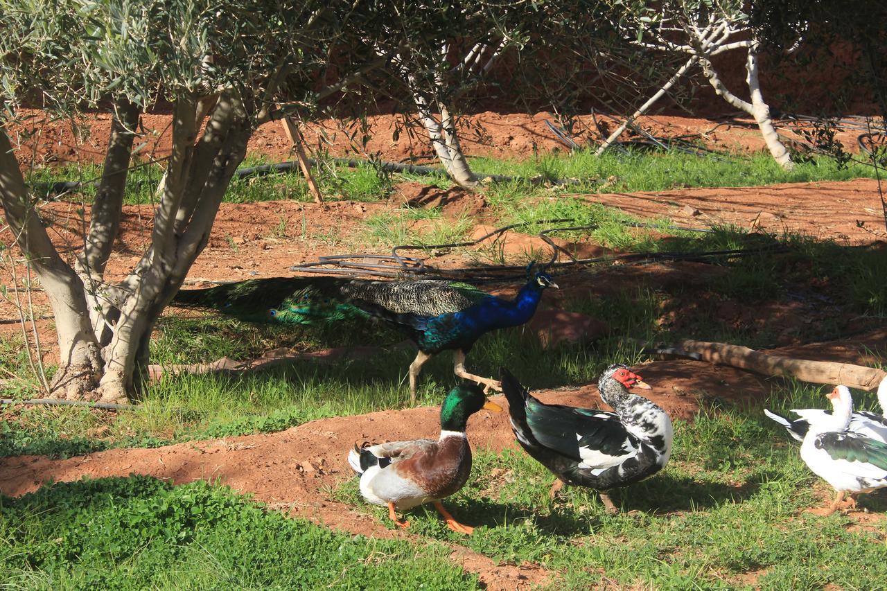 Dar Alfourssane Ferme D'Hote Ouarzazate Exterior photo